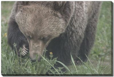 Streamline Art Grazing Grizzly 30 x 45 D4214-3045