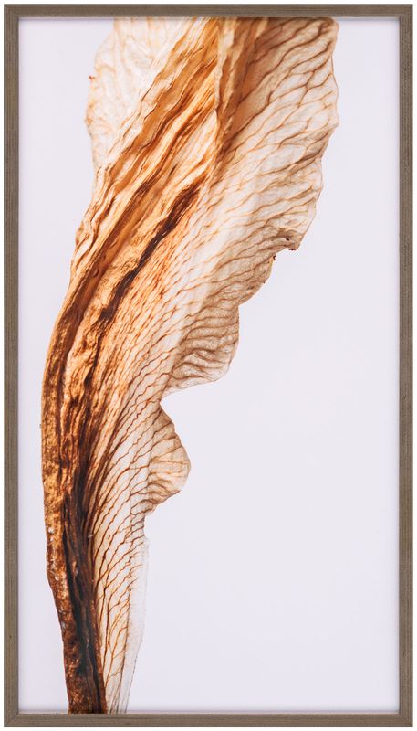 Art Northwood Dried Lily Flower ll N4688A 21x37 Art Northwood Dried Lily Flower ll N4688A 21x37