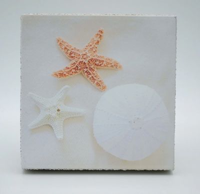 Cedar Mountain Art Block Seashells
