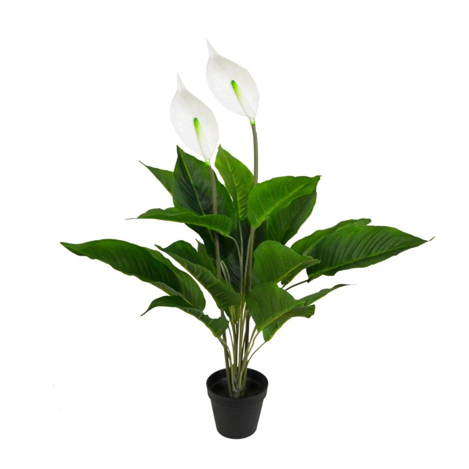 Plant Nostalgia Spathiphyllum 780-013