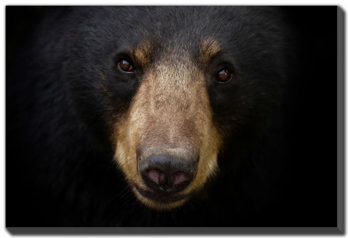 Streamline Art American Black Bear D4340 30x45 Streamline Art American Black Bear D4340 30x45