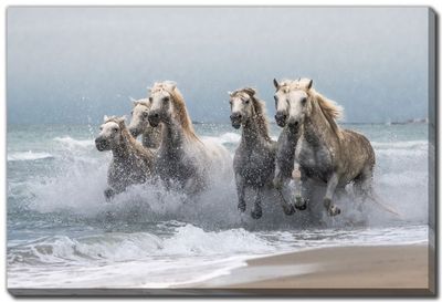 Streamline Art Wild Horses D3970 30x45
