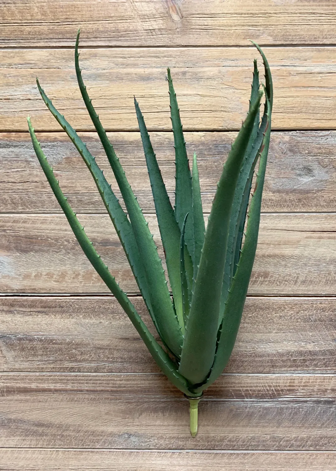 Plants TriW Aloe Bush 18” 11378