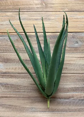Plants TriW Aloe Bush 18” 11378 Plants TriW Aloe Bush 18” 11378