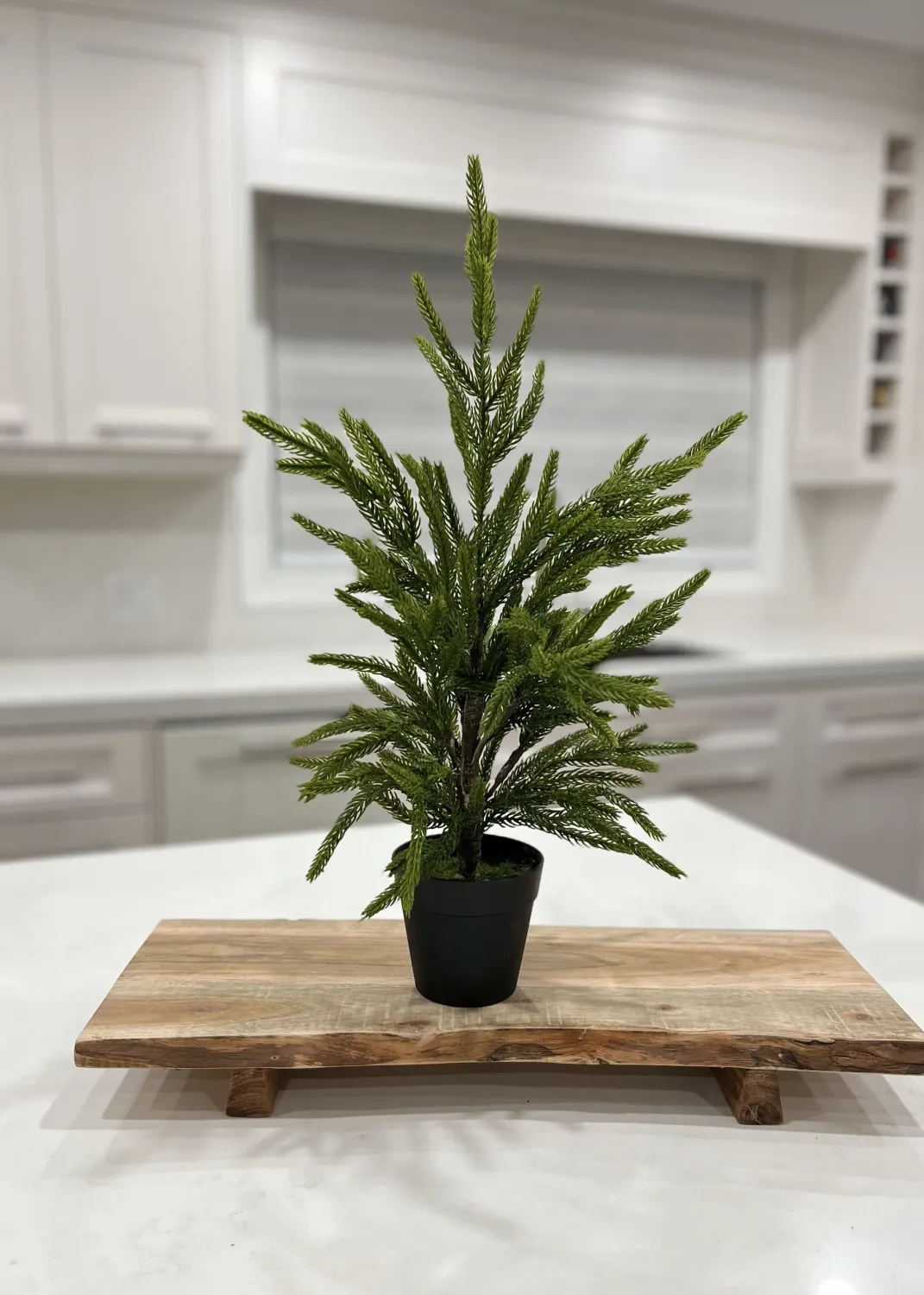 Plant TriW Norfolk Pine 19” 81662