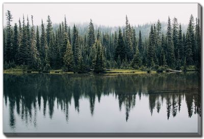 Streamline Art Pine Trees Reflected D3680 30 x 45 Streamline Art Pine Trees Reflected D3680 30 x 45