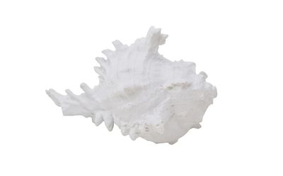 Shell Nostalgia Murex 14 x 14 x 8 cm  914-002