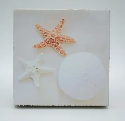 Cedar Mountain Art Block Seashells