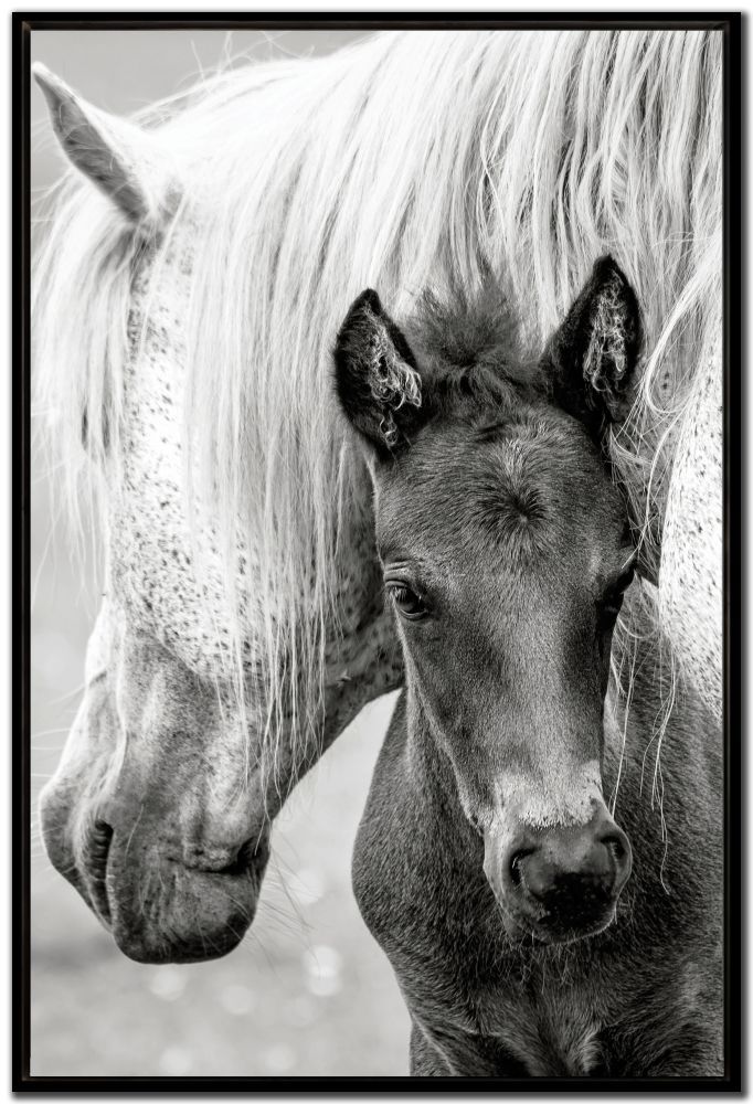 Streamline Art The Foal 30x45 SNR26037