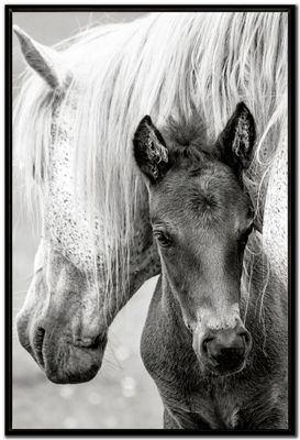 Streamline Art The Foal 30x45 SNR26037