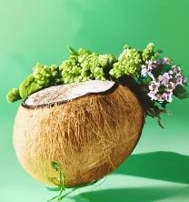 Coconut Lime Verbena Wax Melt 2.5oz