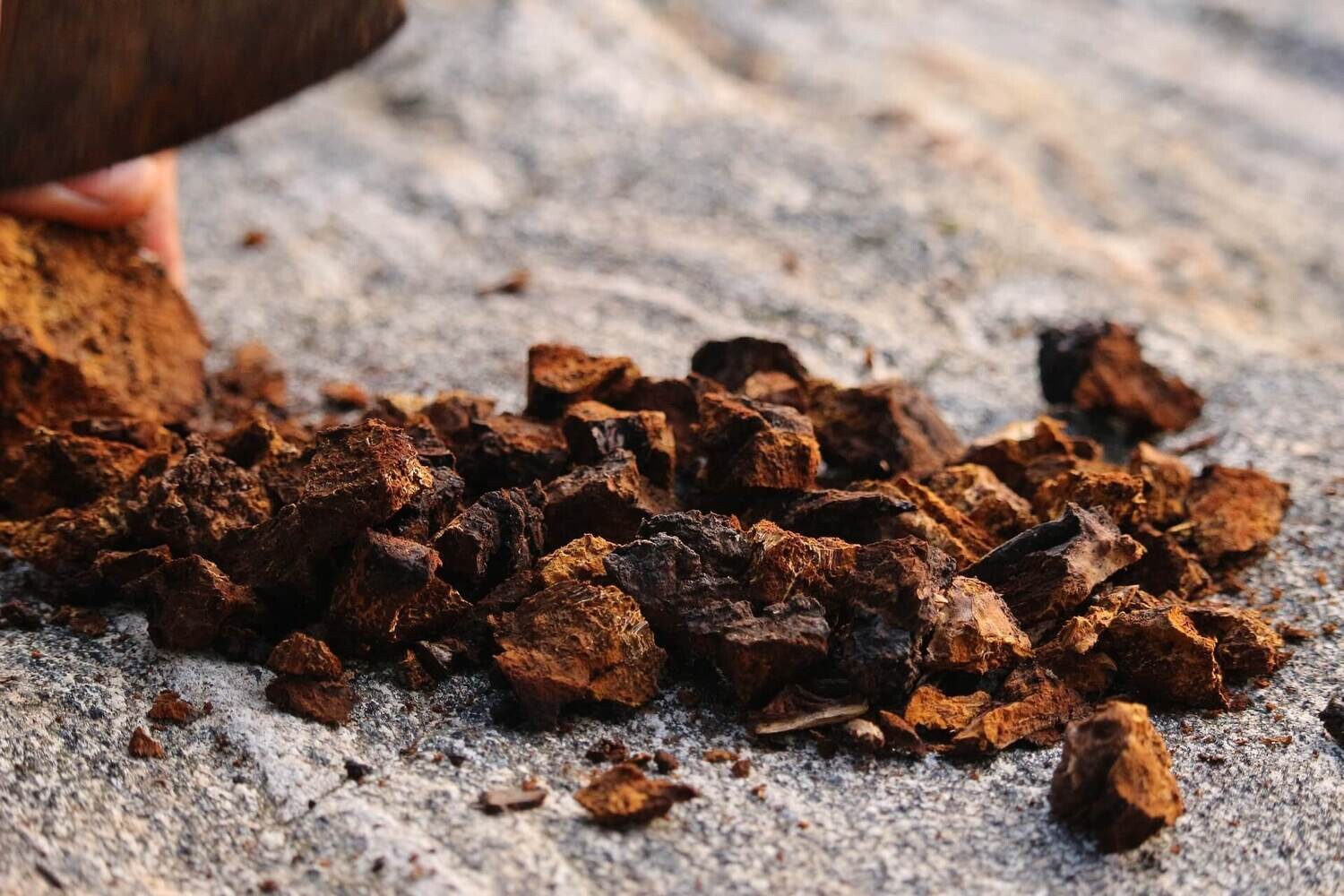 Wellness Tea &quot; Wild Canadian Chaga Mushroom &quot;