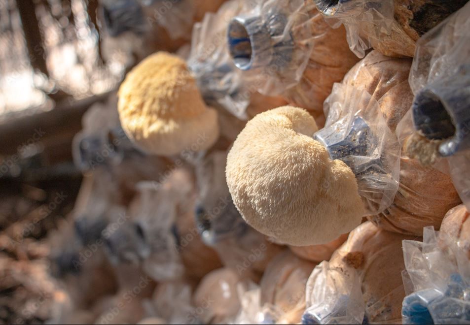 Wellness Lion&#39;s Mane Mushroom