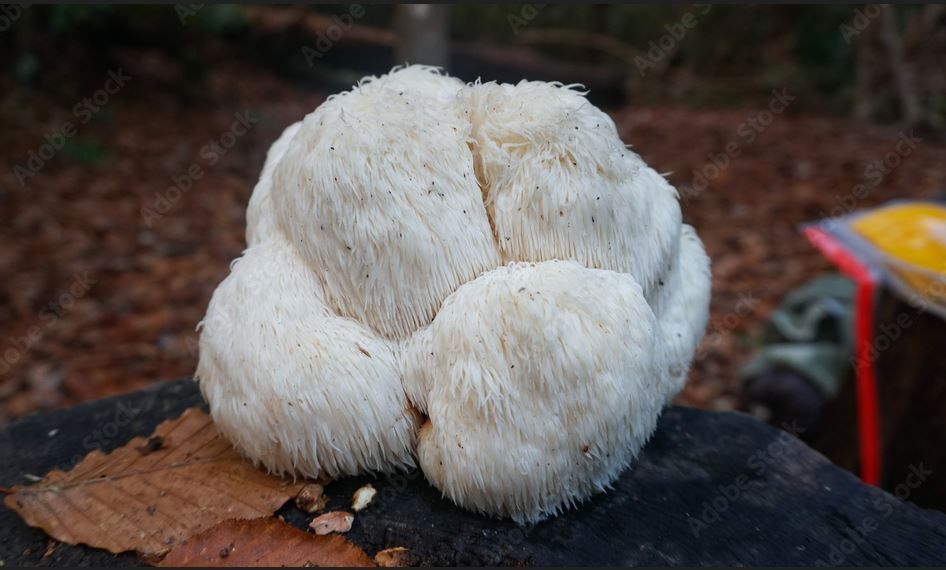 Wellness Lion&#39;s Mane Mushroom