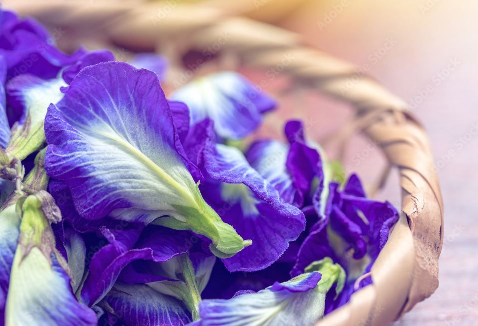 HERBAL TEA BUTTERFLY PEA FLOWER