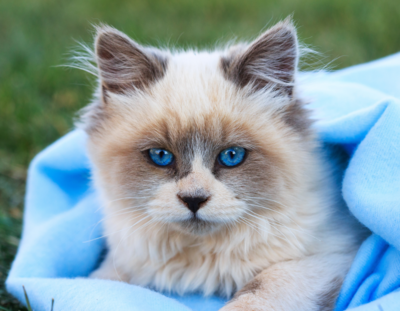 Blue Eyed Cat Calendar 2024/2025
