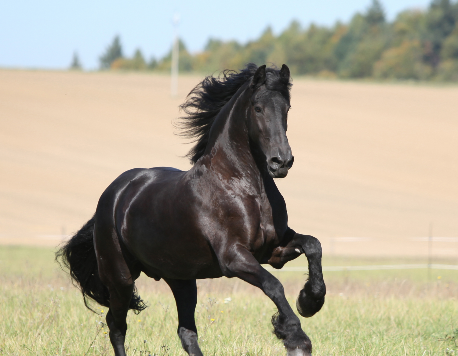 Horse Calendar for the Horse Lover