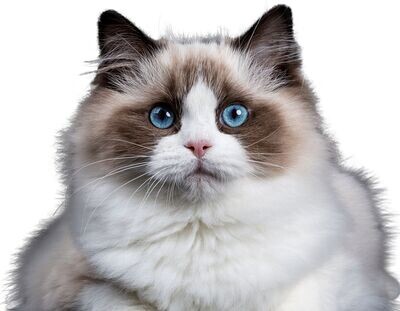 Cat Calendar #3 year dragon 2024/2025