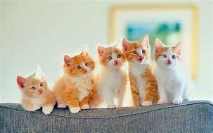 Kittens all lined up on couch