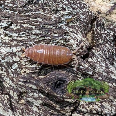 Powder Orange Isopods