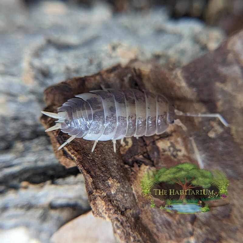 Milkback Isopods