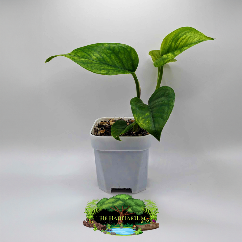 Pothos, Emerald