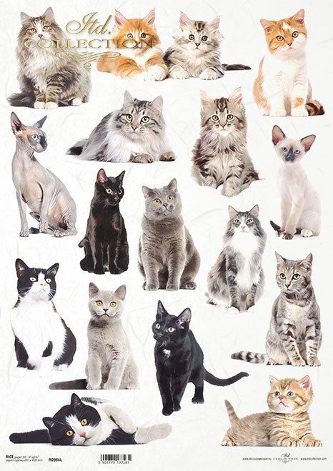 Tiere, Katzen,Hunde,Pferde