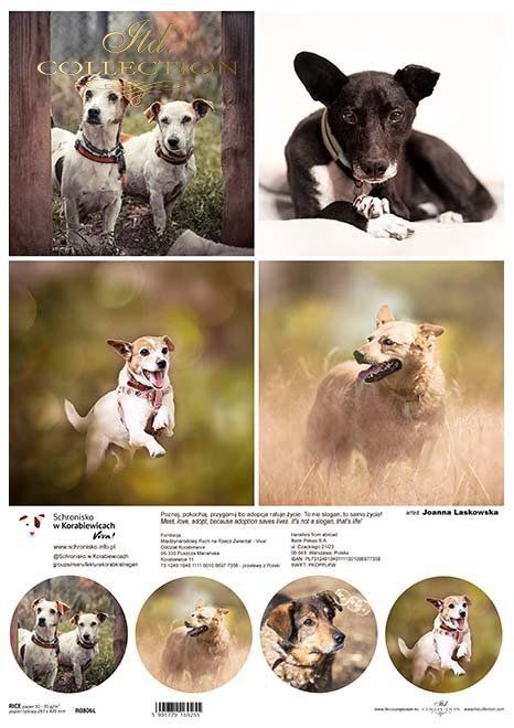 Hunde Tierheim in Karbowice Tierfotografie Artist Joanna Laskowska  Reispapier A3 von ITD Collection