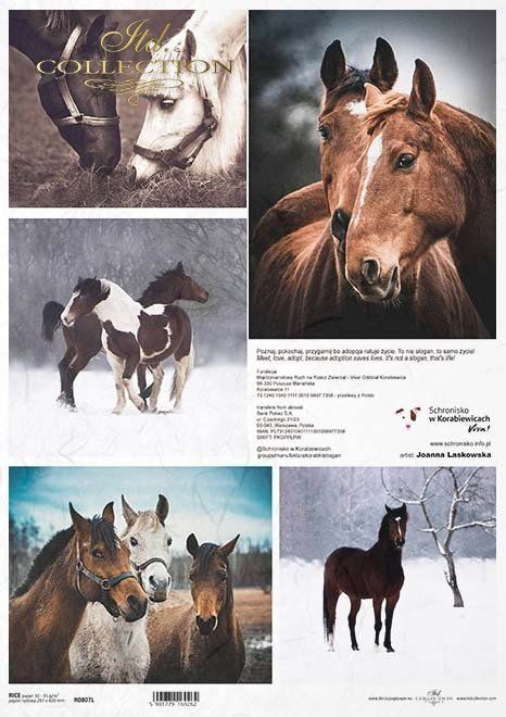 Pferde Tierheim in Korbowice Pferdefotos Artist Joanna Laskowska  Reispapier A3 von ITD Collection
