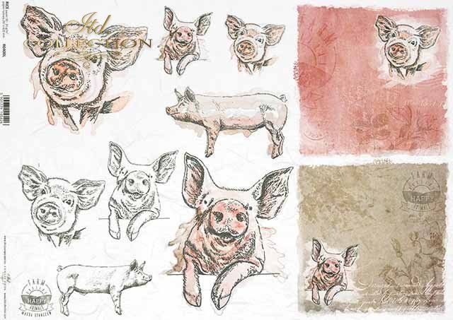 Schweine, Schweineköpfe, Schweineschnauzen , Happy Farm - Serie . Reispapier A3 von ITD Collection