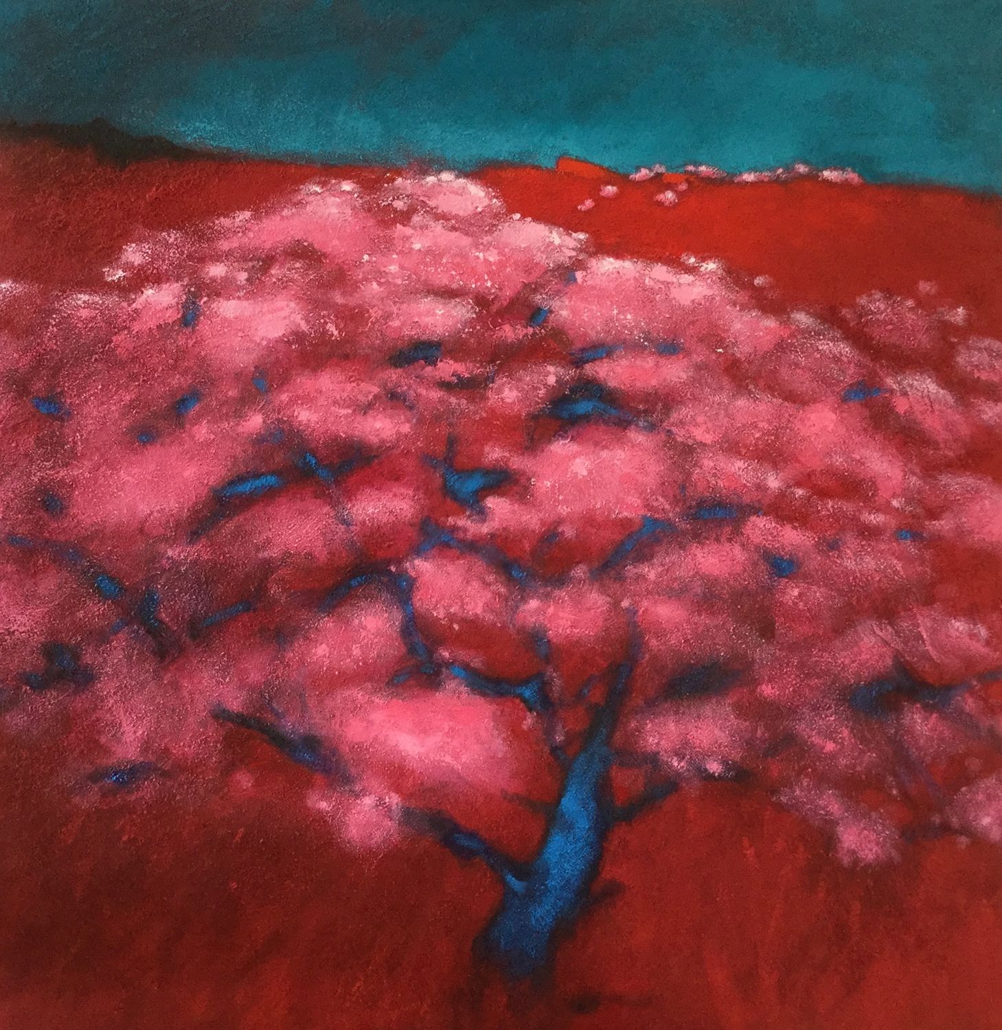 Amandiers en fleurs