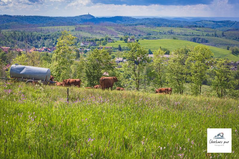 Leinwand Wandbild Bergwiese in der Blüte