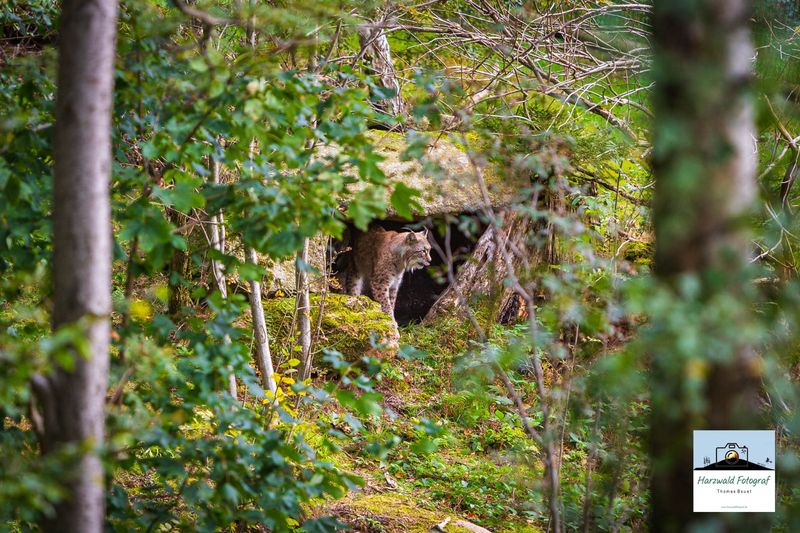 Leinwand Wandbild Harzer Luchs