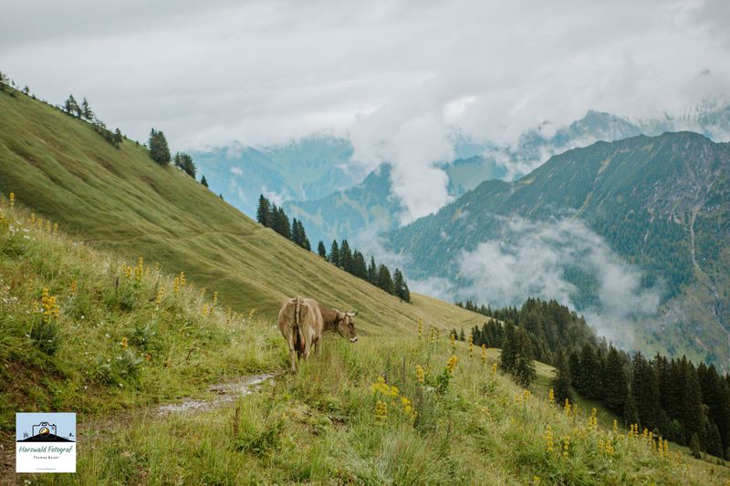 Leinwand Wandbild Kuh Allgäu 3