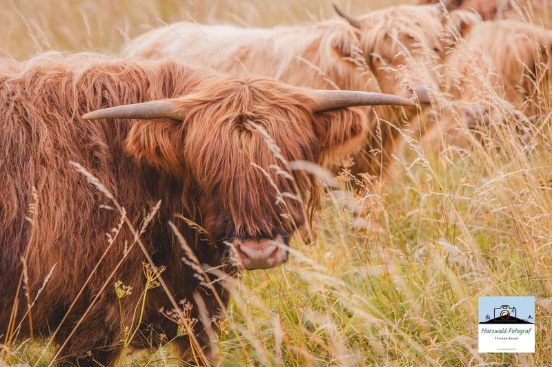 Highland Rinder im Harz 2