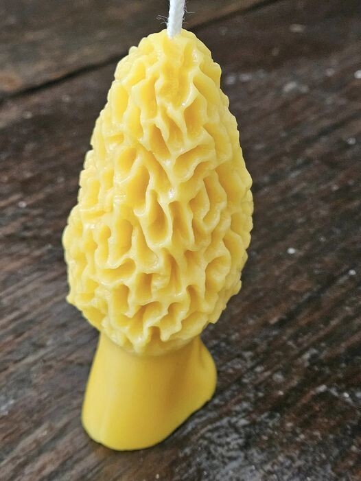 Beeswax Morel Mushroom