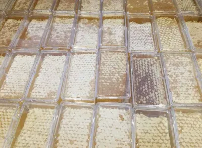 Raw Honey Comb