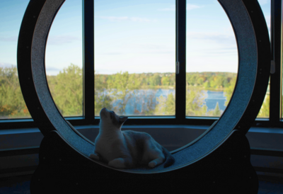 Cat Wheel Treadmill