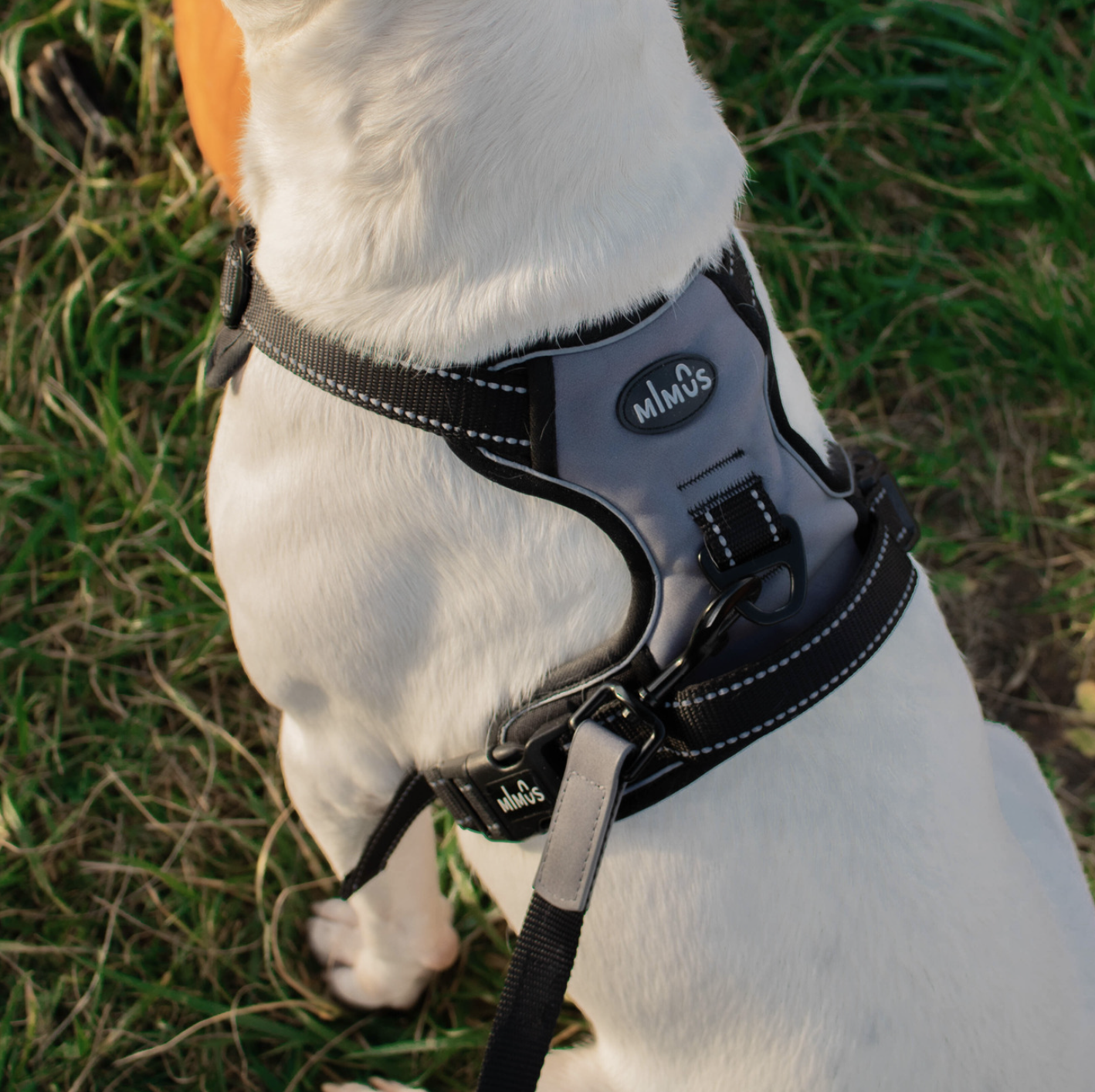 GardeÉclat- Ultra-Reflective Dog Harness