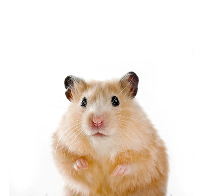 Small Animals