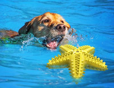 Squeaky Dental Chew Toy - Starfish