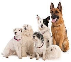 All - Dr. Raw Canine Care Products