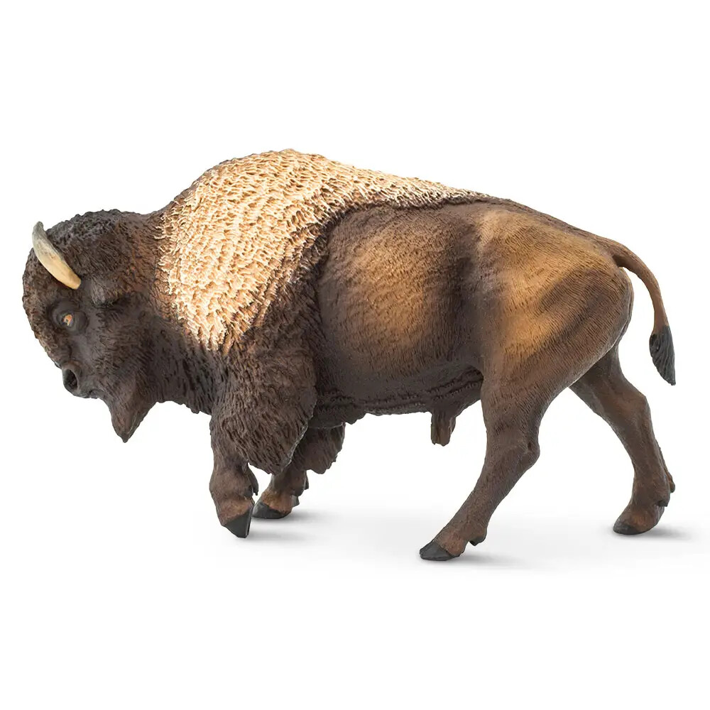 Bison