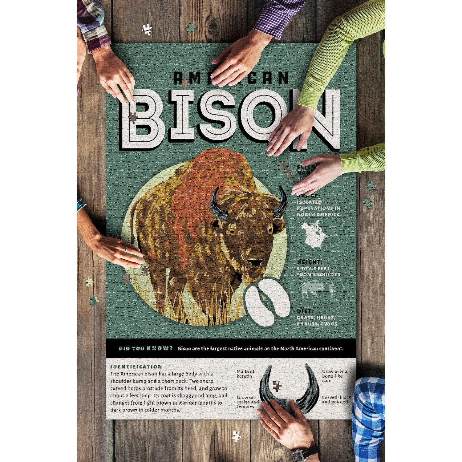 Bison, Facts About Puzzle