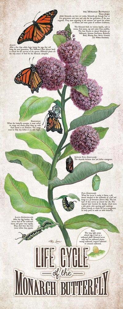 Life Cycle of the Monarch