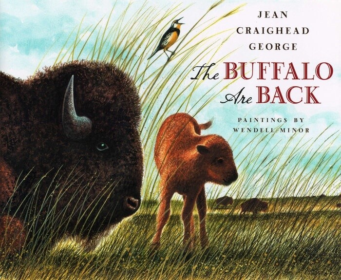 Buffalo are Back