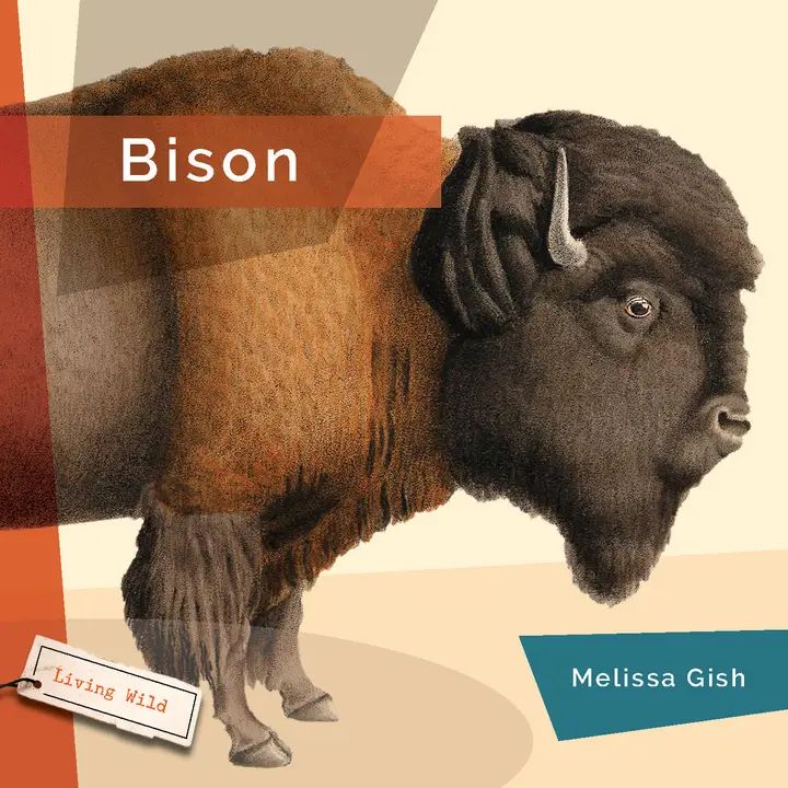 Living Wild: Bison