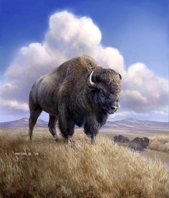 Bison Standing Pictoral Blanket