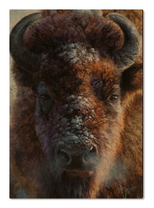 Bison Wood Postcard, Design: Winter Bison