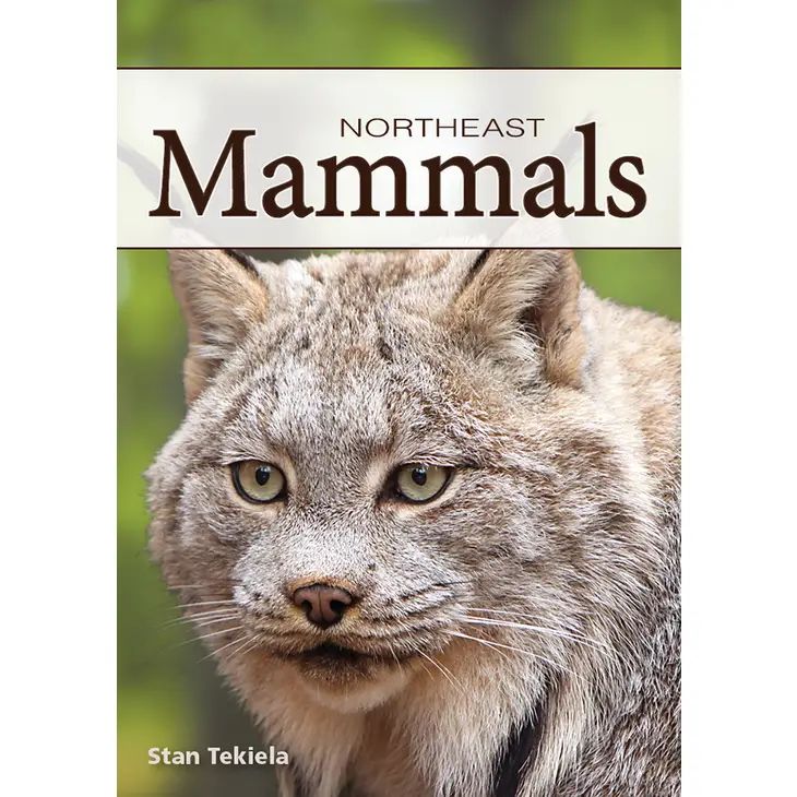 Mammals of the NE Cards